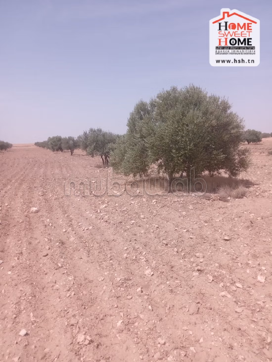 أرض رائعة للبيع ب فريانة. المساحة 57000 م². 