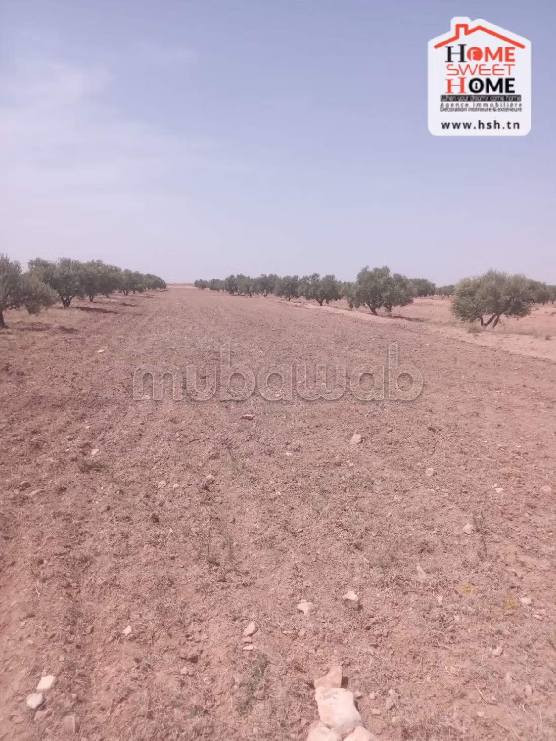 أرض رائعة للبيع ب فريانة. المساحة 57000 م². 