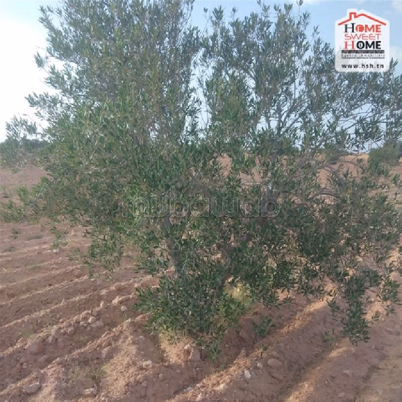Land to buy. Large area 25000 m². 