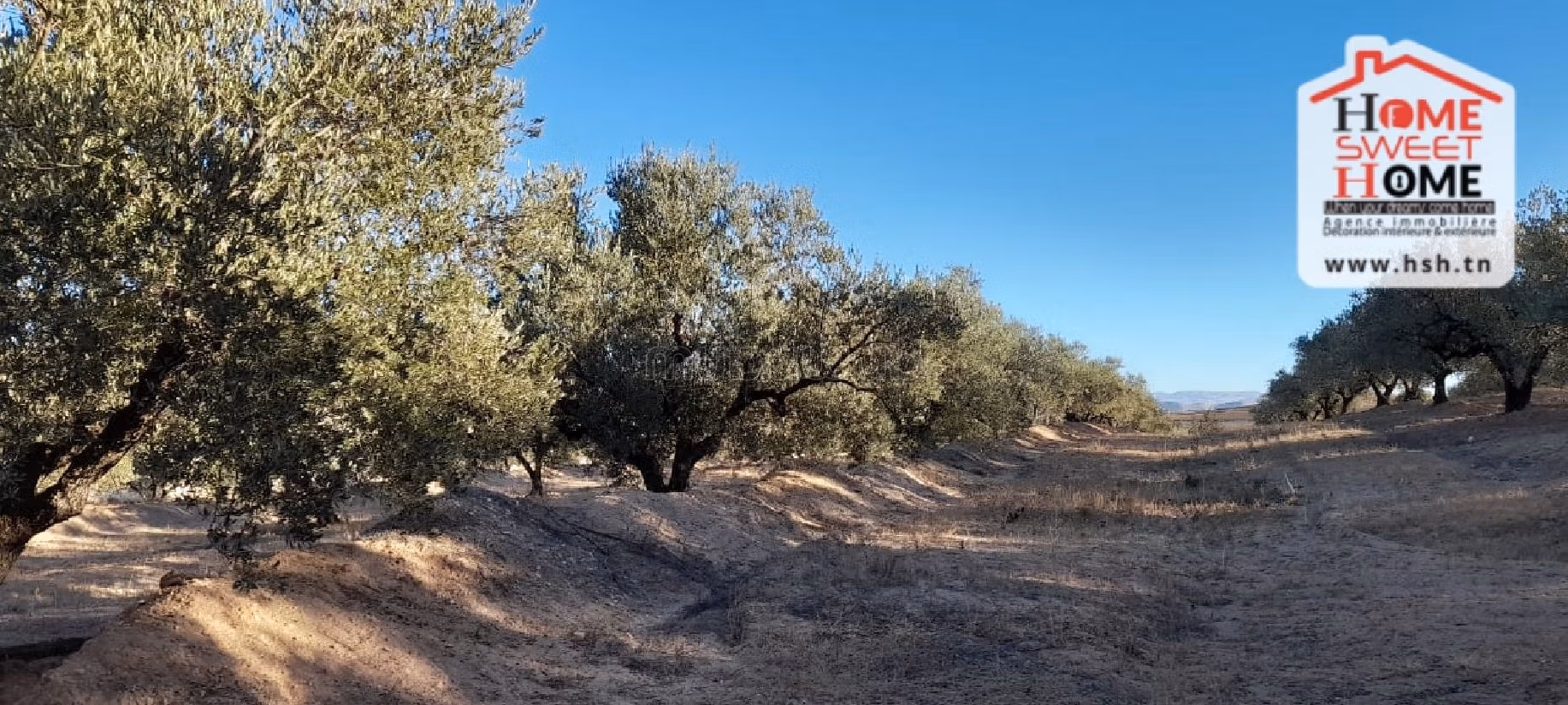 Nice farm for sale. Dimension 6000 m². 