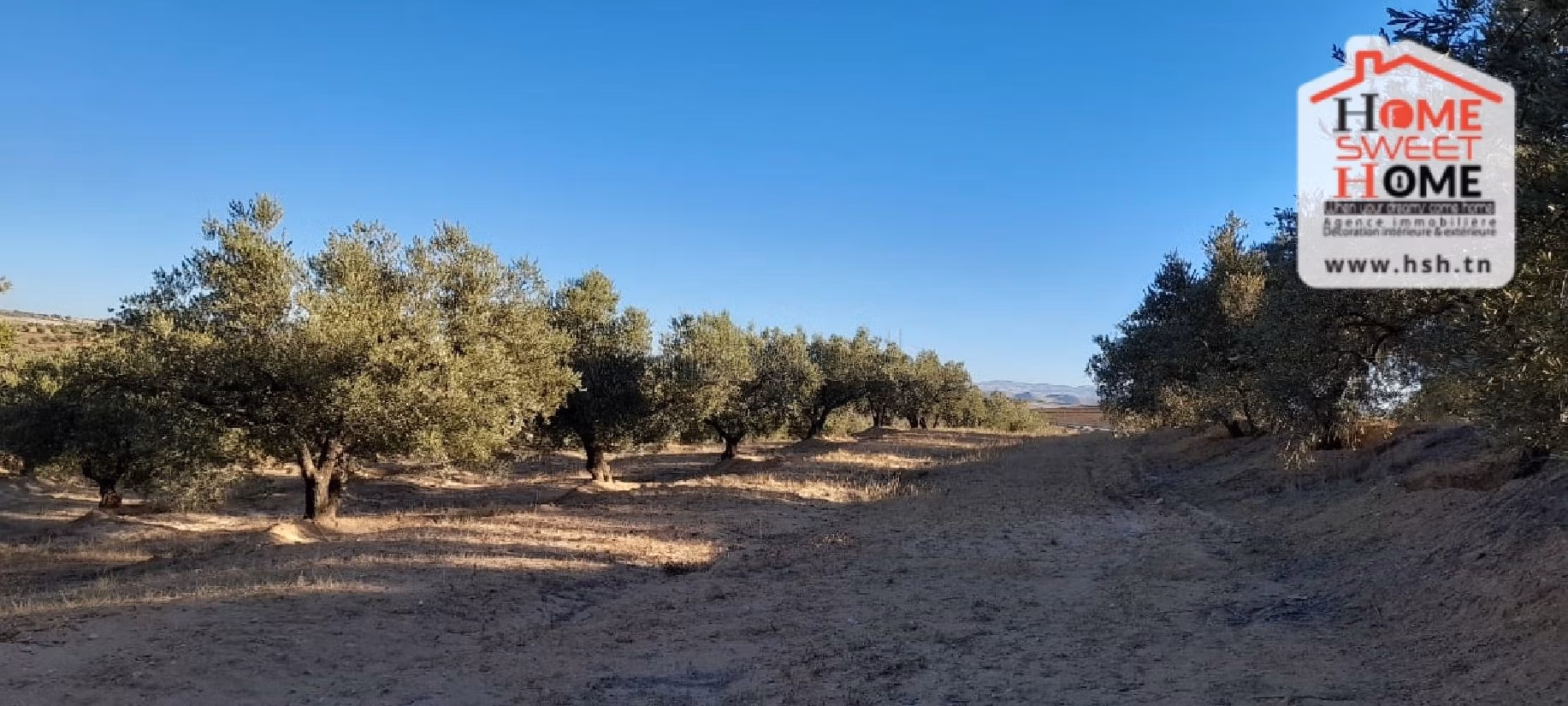 Nice farm for sale. Dimension 6000 m². 