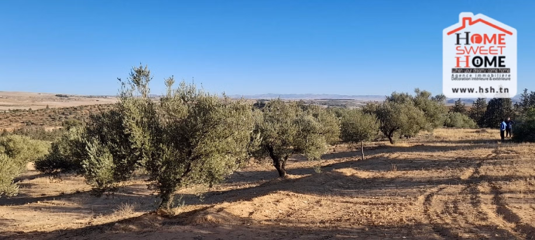 Nice farm for sale. Dimension 6000 m². 