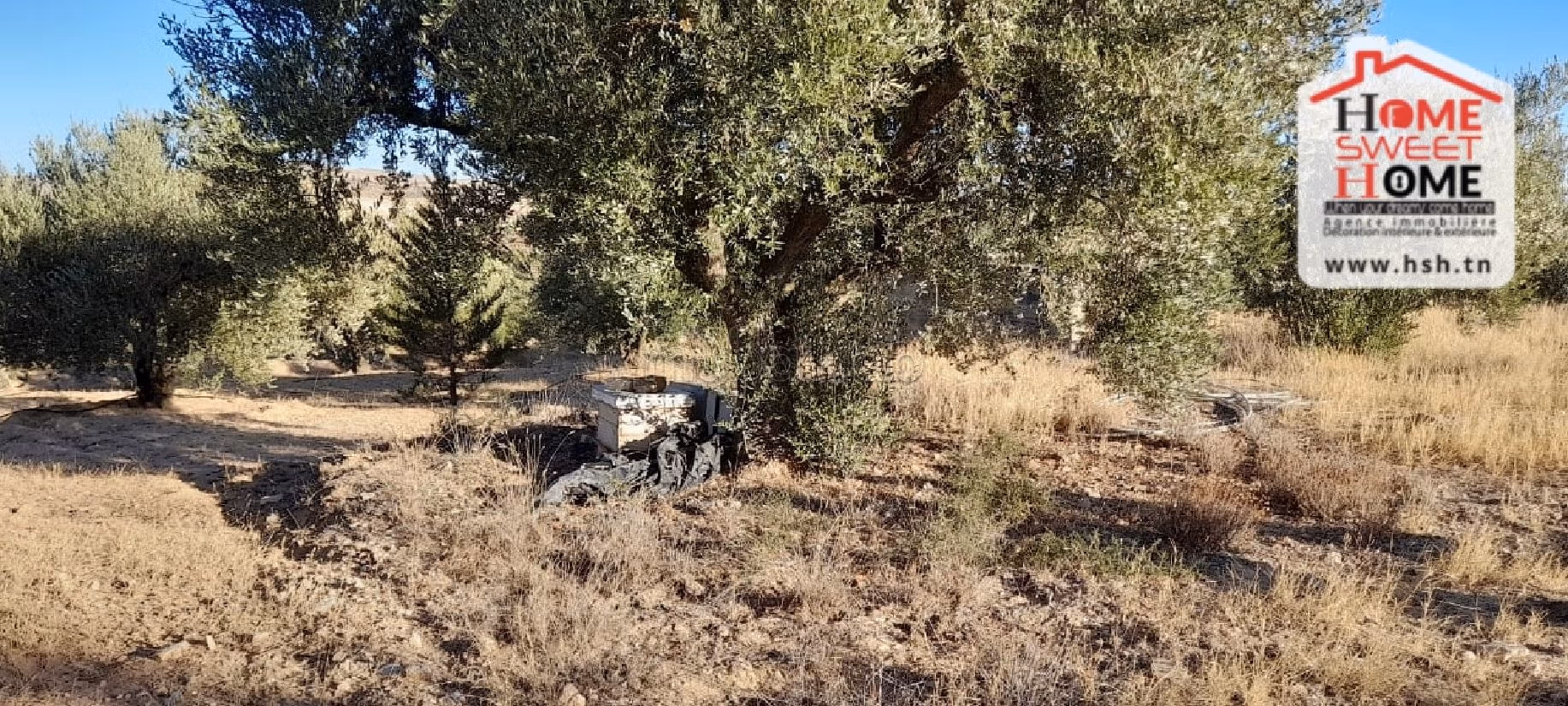 Nice farm for sale. Dimension 6000 m². 