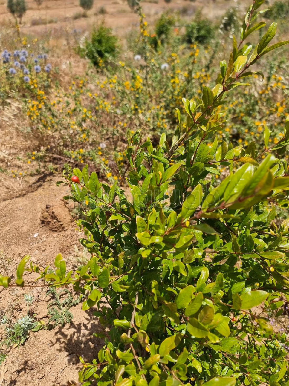 مزرعة رائعة للبيع بتيفلت. المساحة الإجمالية 140000 م². كراج. 