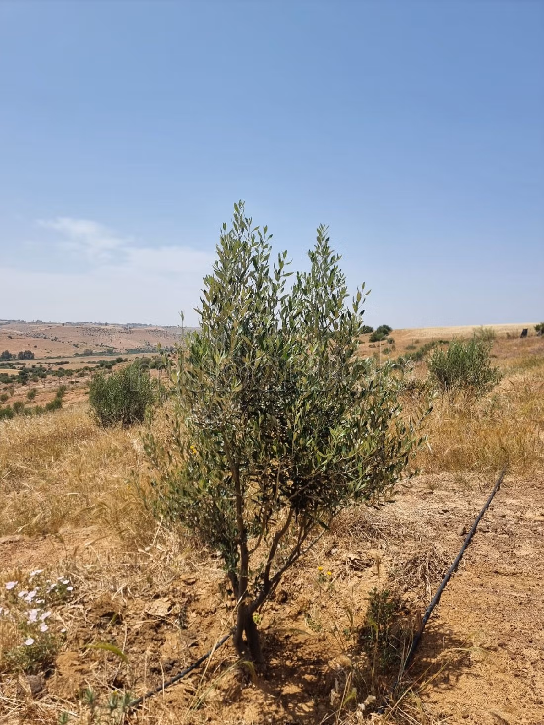 مزرعة رائعة للبيع بتيفلت. المساحة الإجمالية 140000 م². كراج. 