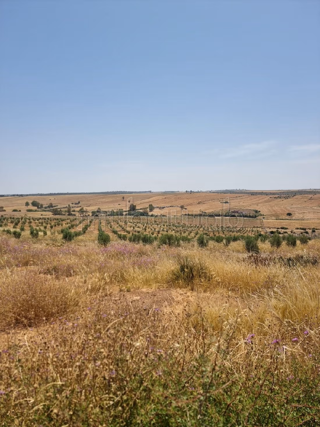 مزرعة رائعة للبيع بتيفلت. المساحة الإجمالية 140000 م². كراج. 