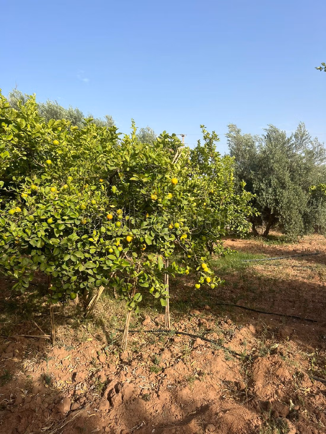 Nice farm for sale in Route de Fez. Area 1320 m². Private garage. 