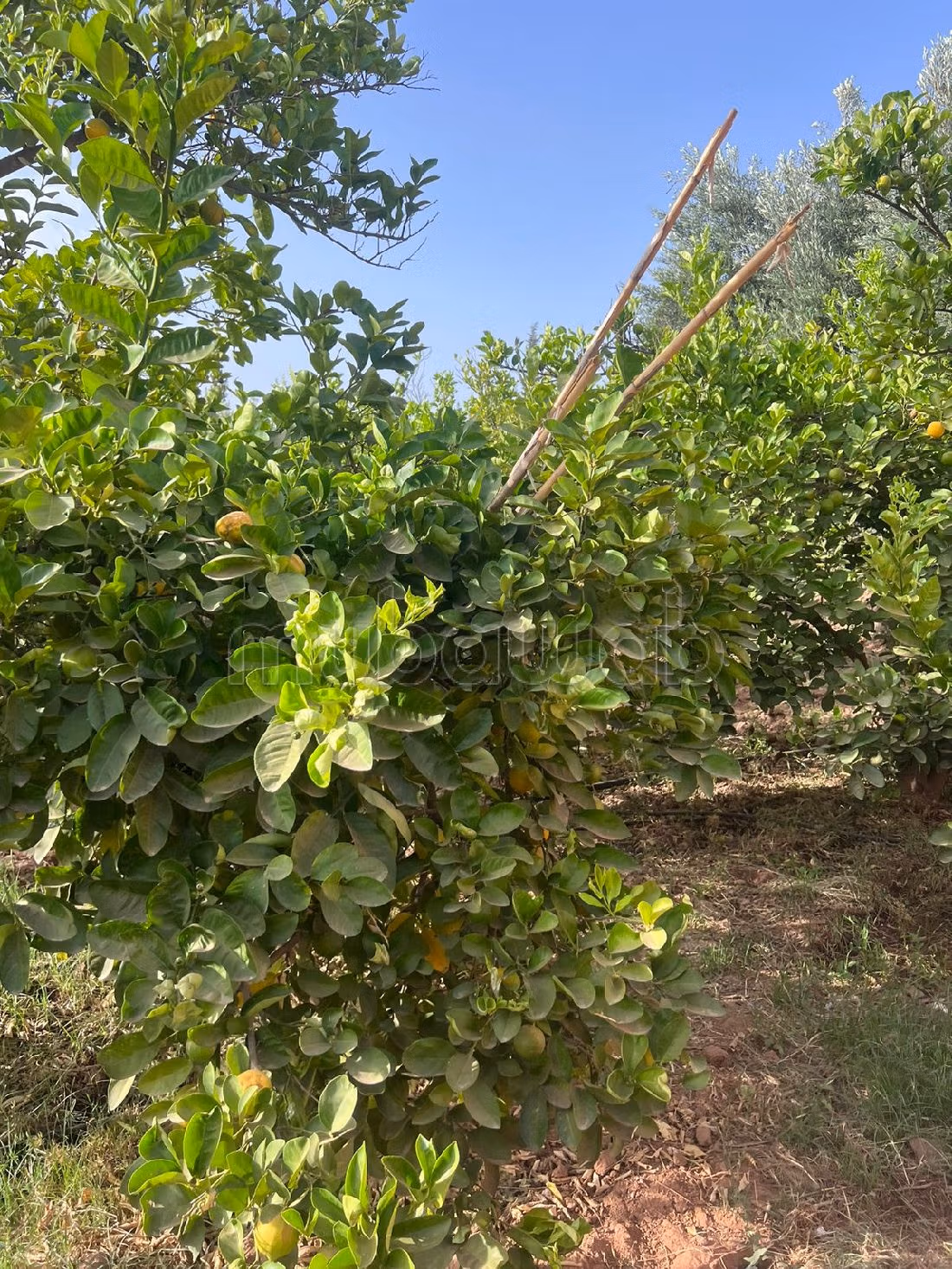 Nice farm for sale in Route de Fez. Area 1320 m². Private garage. 