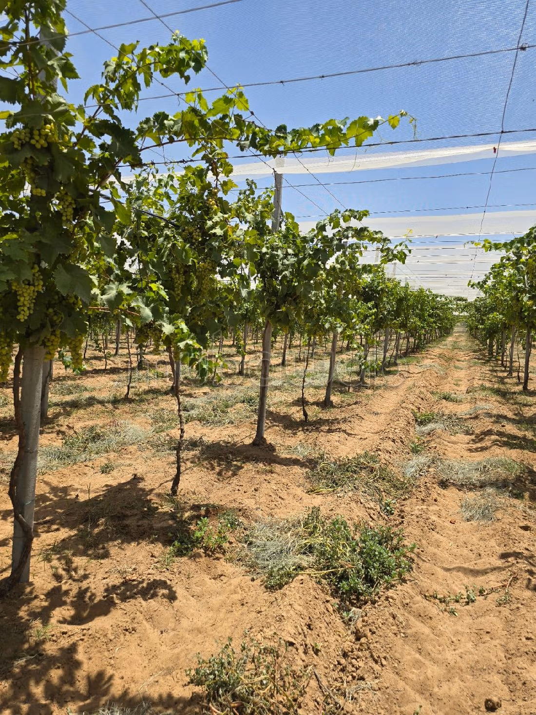 Tenuta agricola in vendita. Superficie di 150000 m². Protezione 24 ore su 24. 