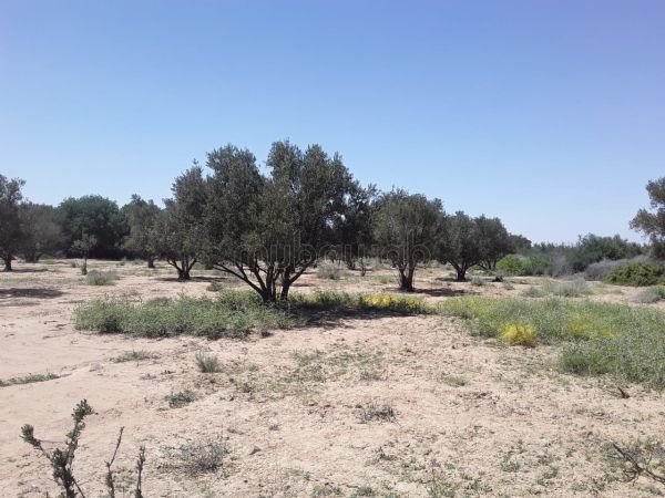 5 lots de terrains titrés rte Amizmiz Marrakech