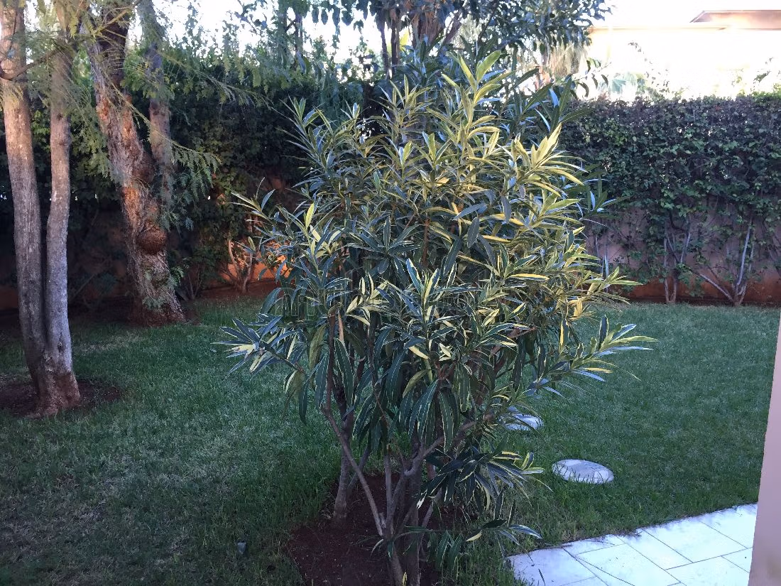 Très jolie maison à Oasis à louer — 4