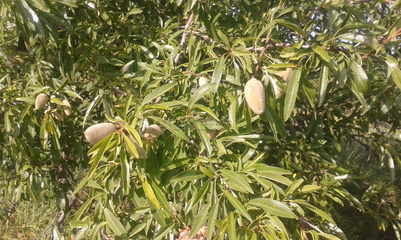 Vendita terreno. Superficie 15550 m². 