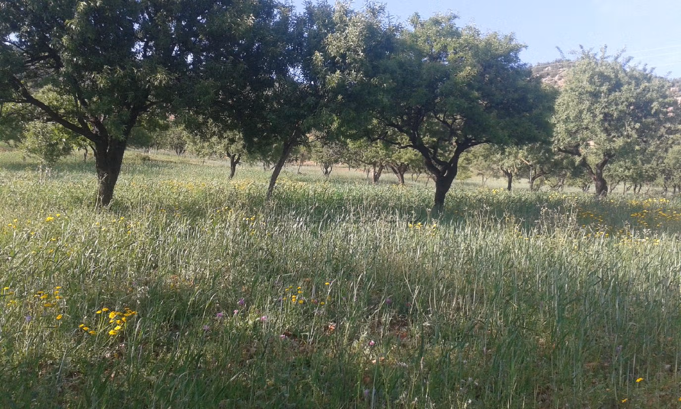 Vendita terreno. Superficie 15550 m². 