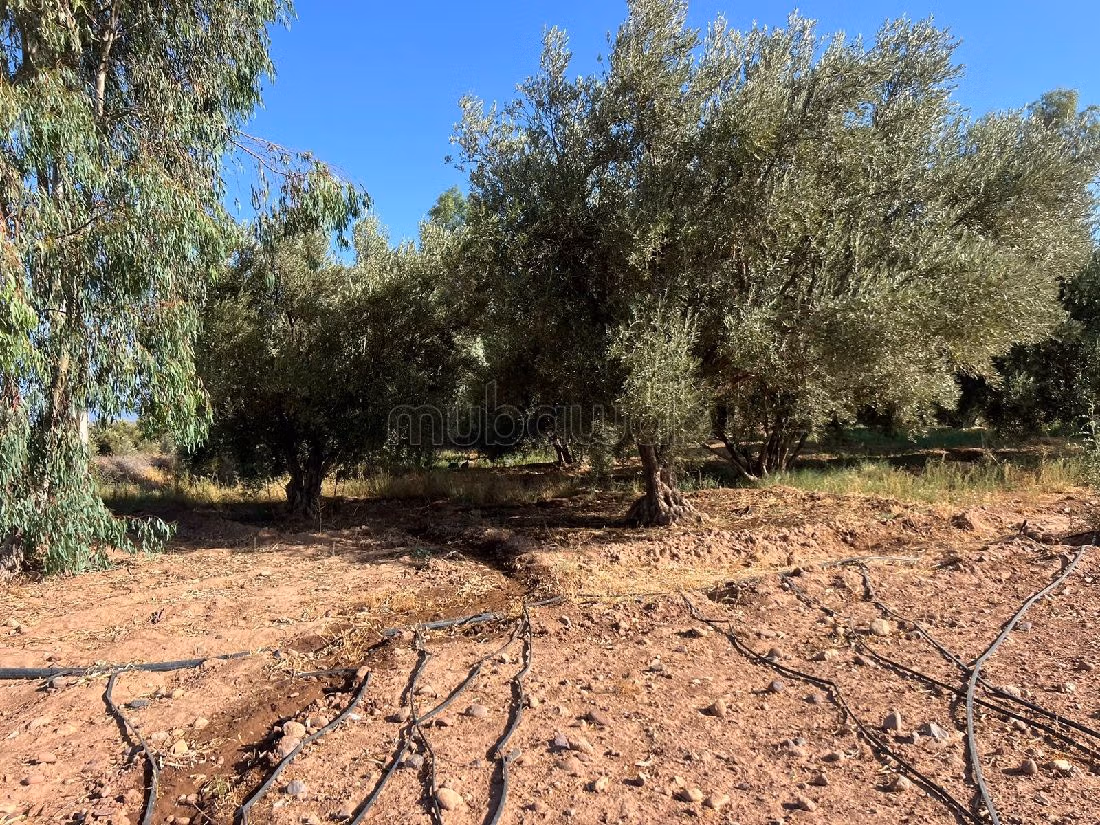 أرض جميلة للبيع بسيدي رحال. المساحة الكلية 22030 م². 