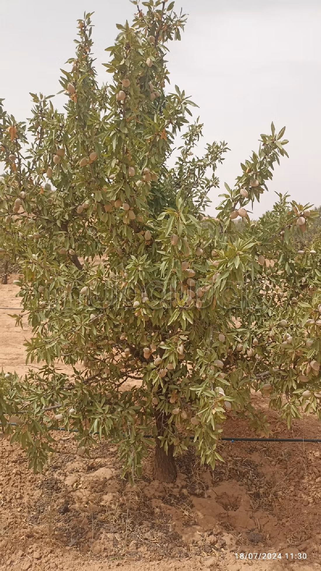 Farm for sale. Small area 42500 m²