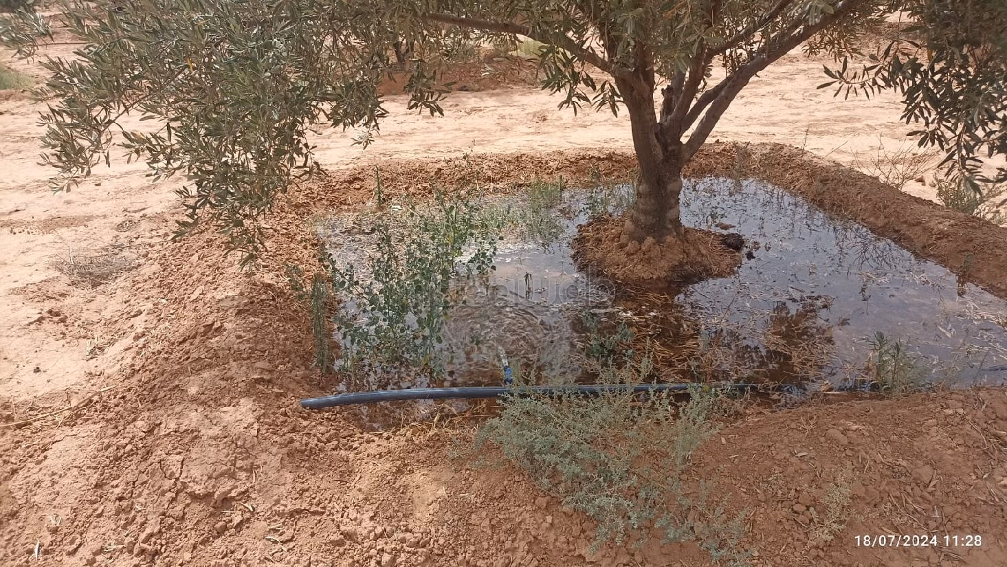 Farm for sale. Small area 42500 m²