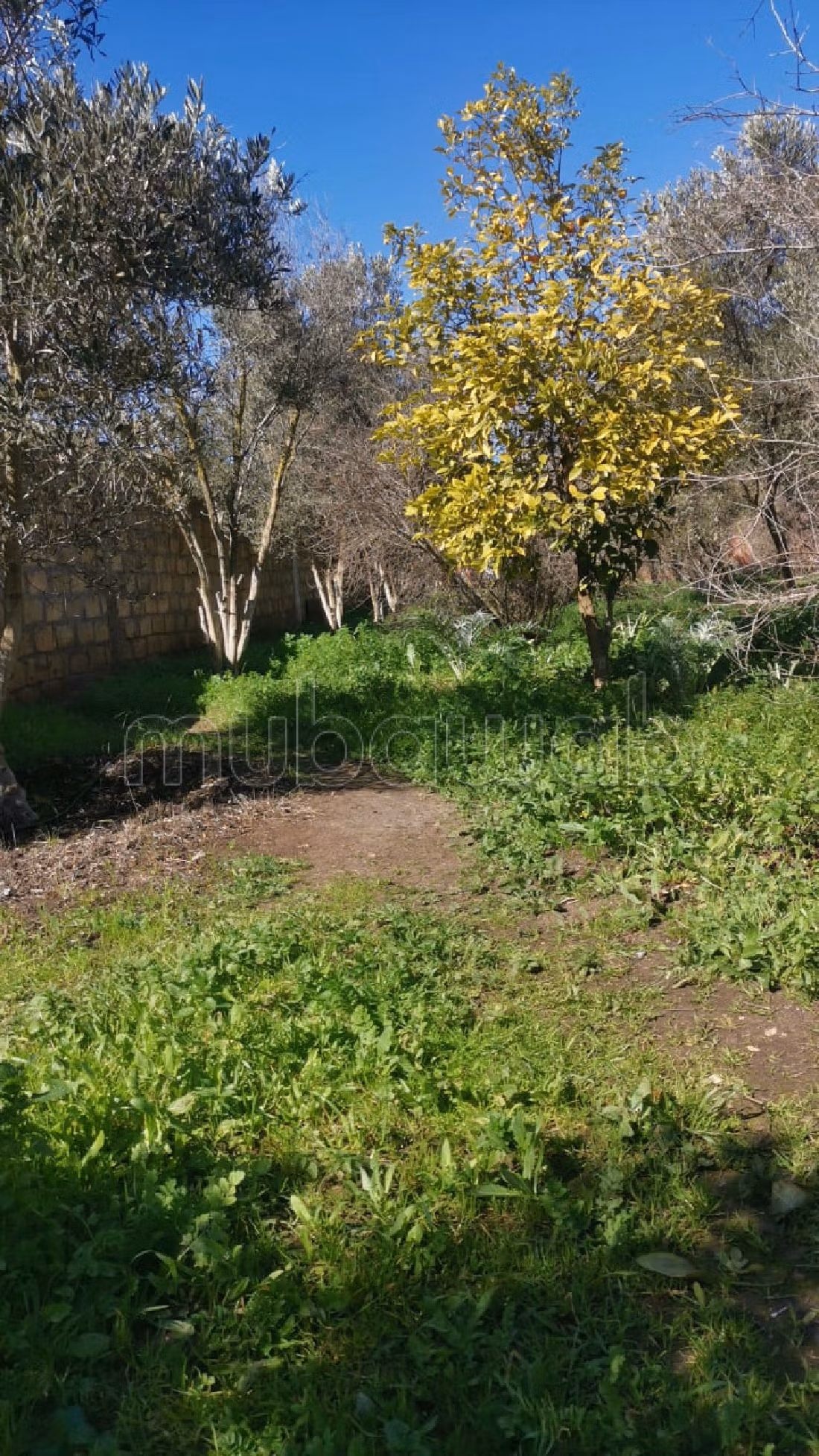 Fattoria in vendita. Superficie totale 5000 m². 