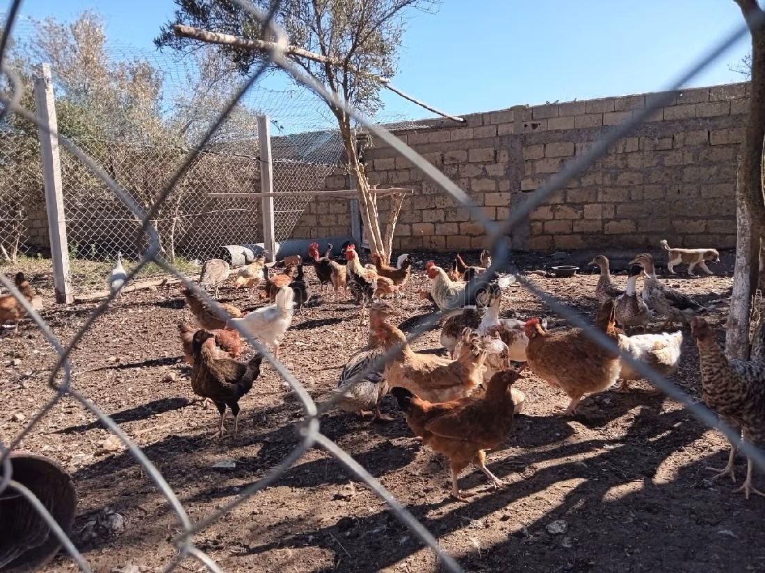Fattoria in vendita. Superficie totale 5000 m². 