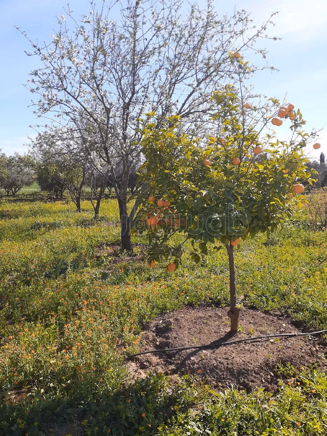 Land to buy. Surface area 9700 m²