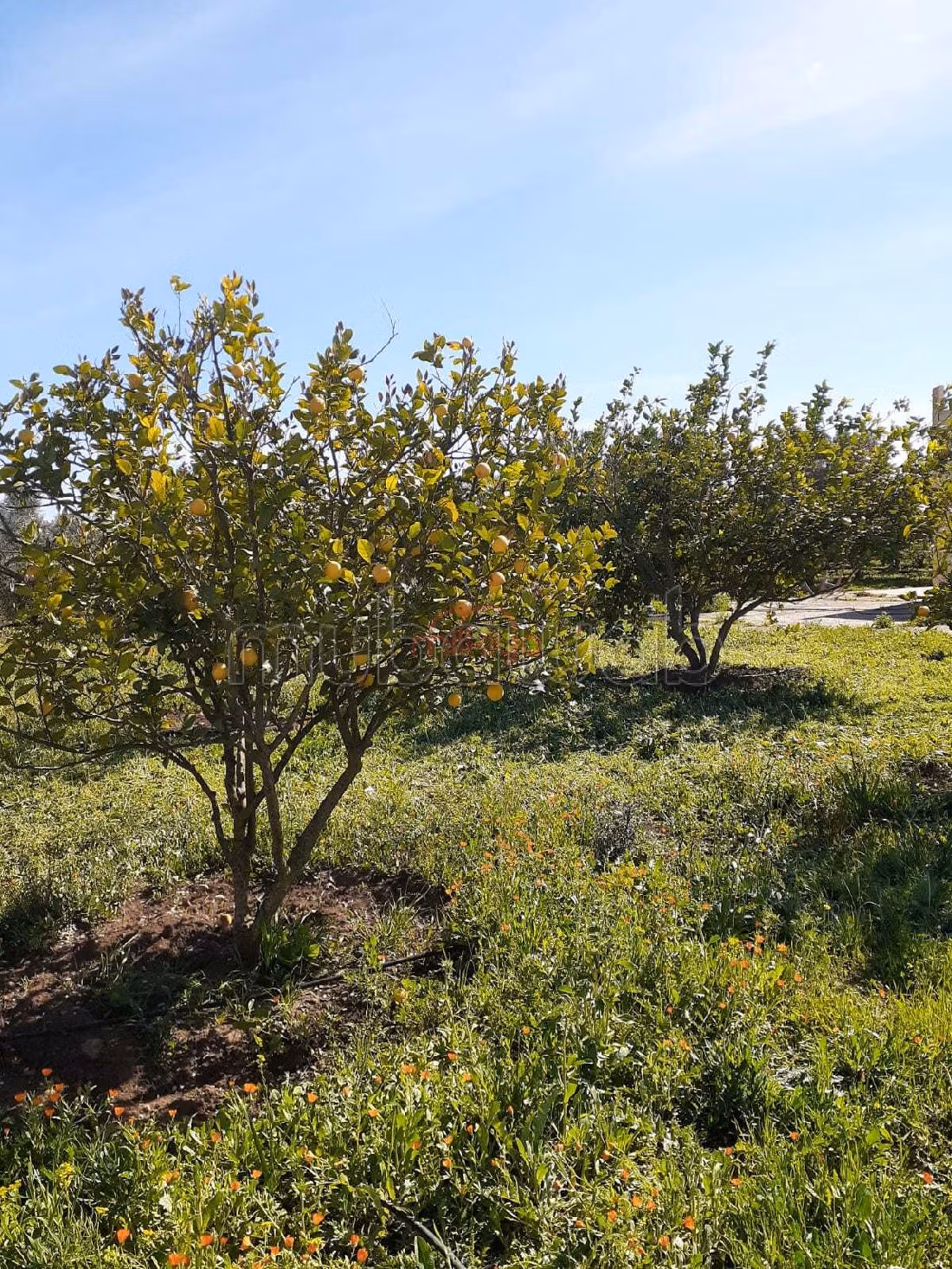 Land to buy. Surface area 9700 m²