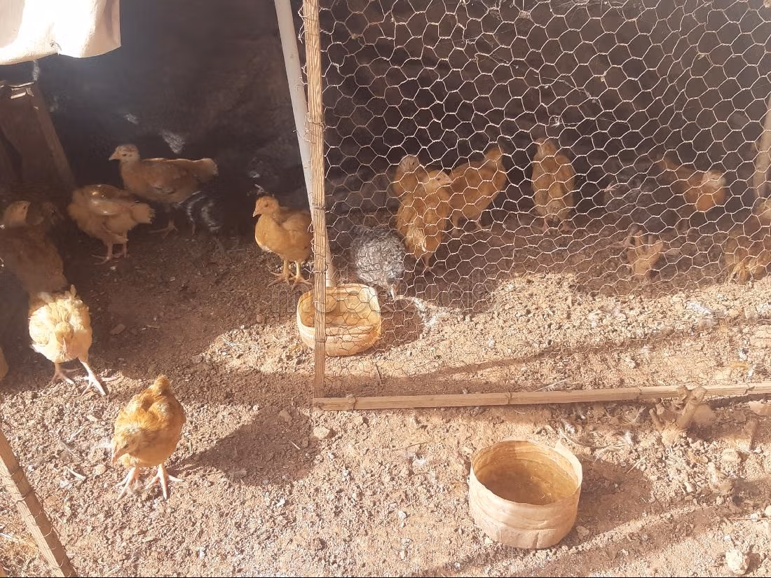 Petite ferme titrée