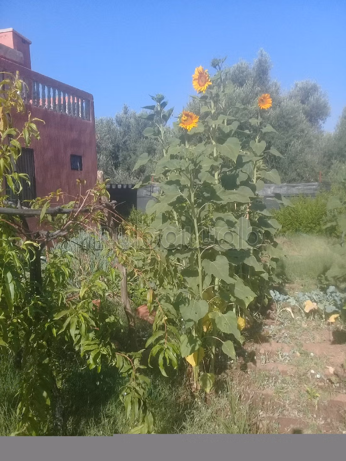 Petite ferme titrée