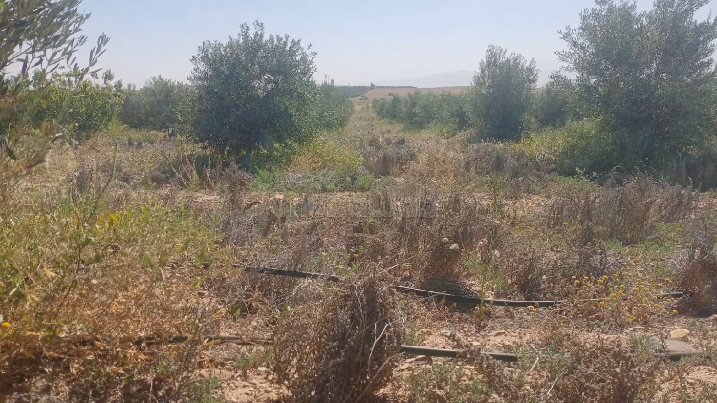 بيع مزرعة بطريق امزميز. المساحة الإجمالية 36500 م². إقامة محروسة. 