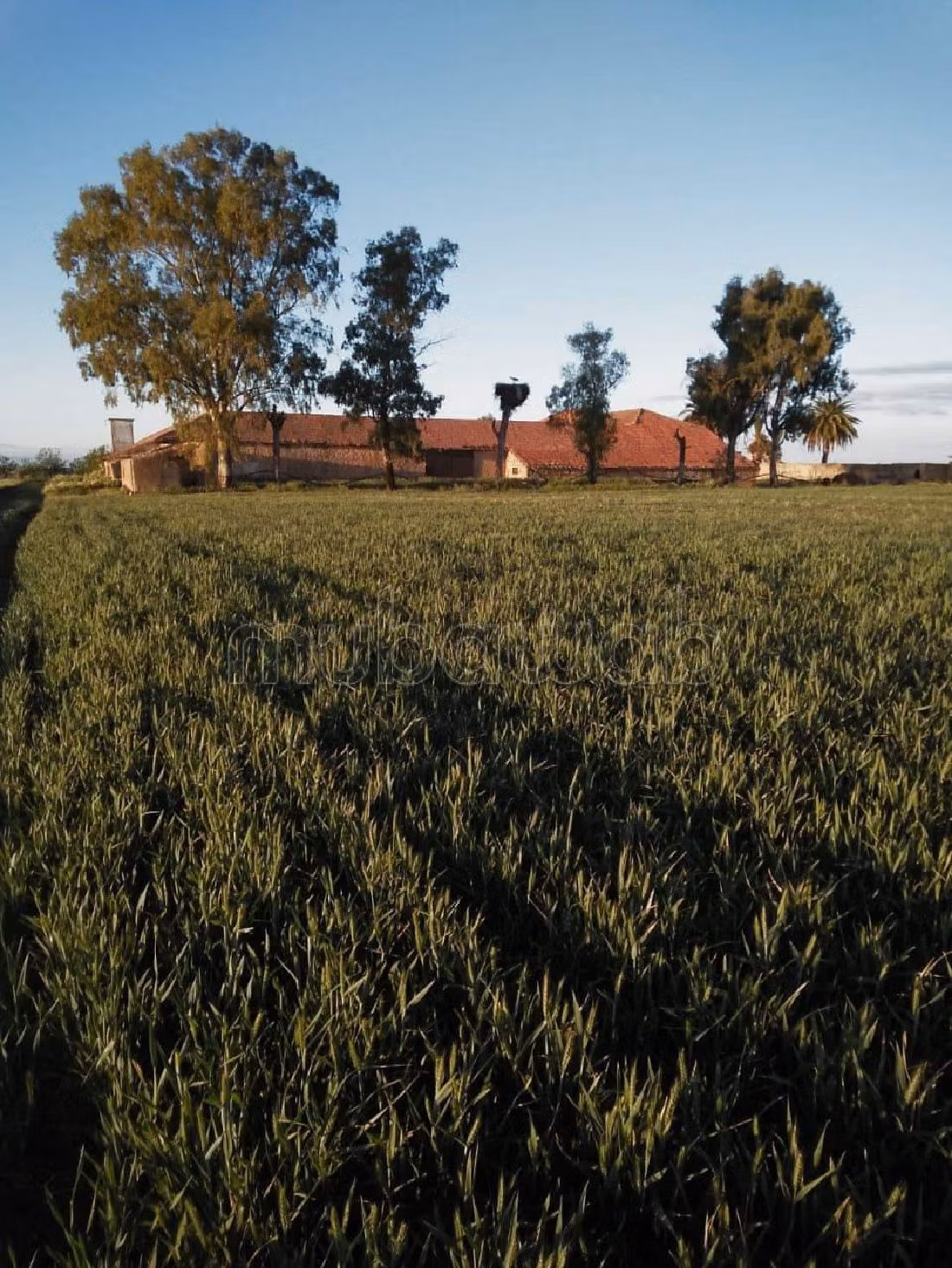 مزرعة رائعة للبيع بالحاجب