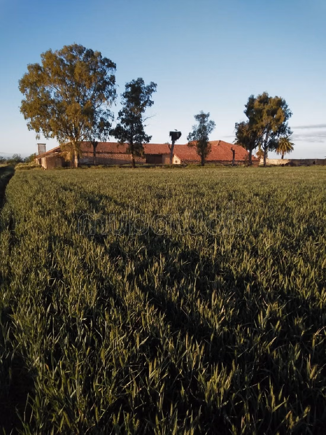 مزرعة رائعة للبيع بالحاجب