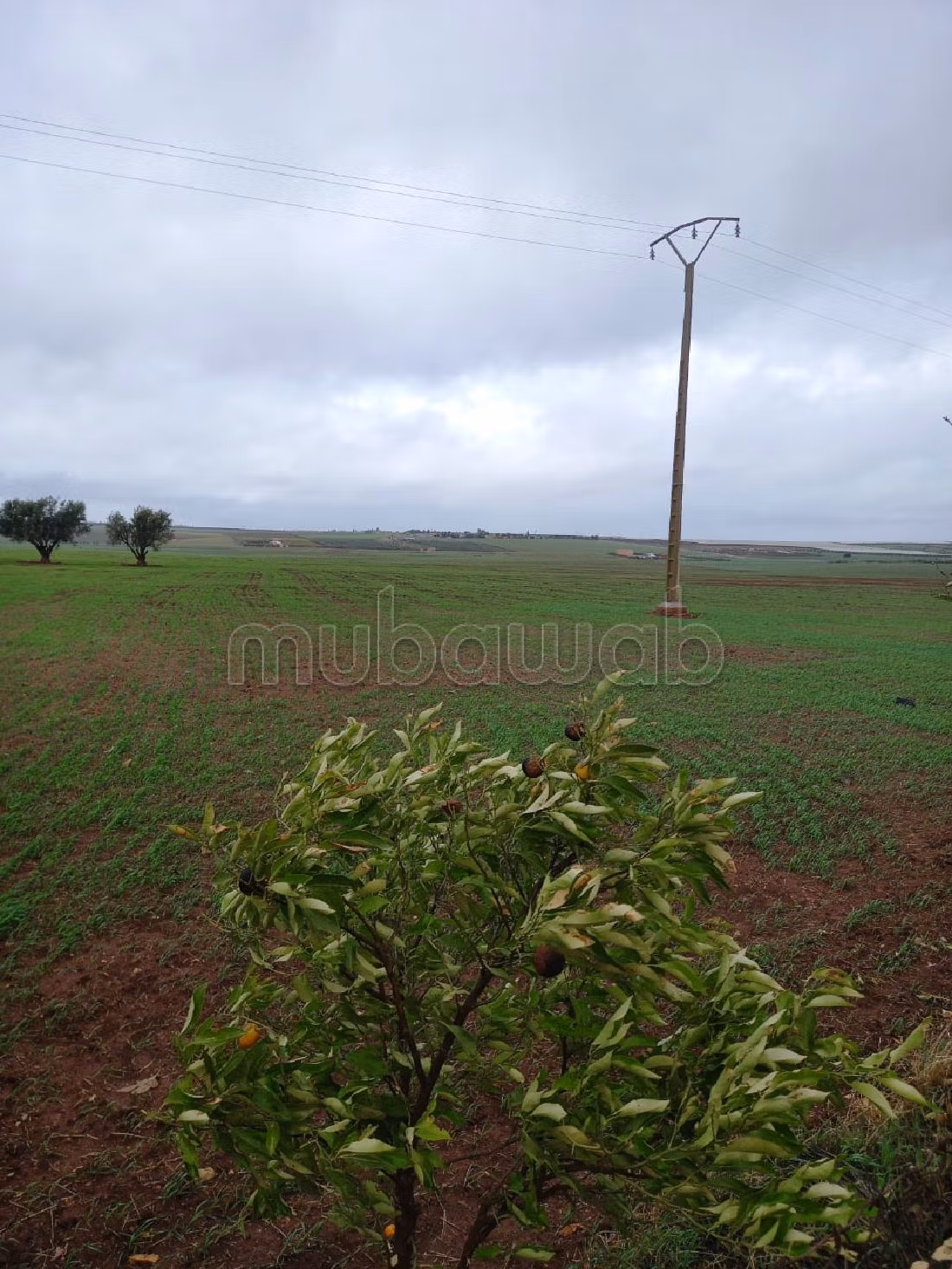 مزرعة رائعة للبيع بالحاجب