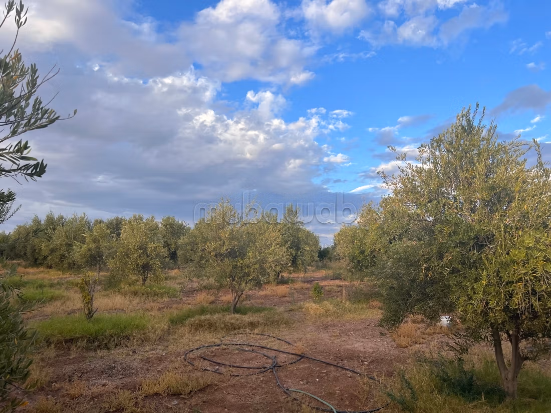 À Vendre: Terrain Route d’Agafay, Arboré d’Exception Idéal pour Projet d Vila