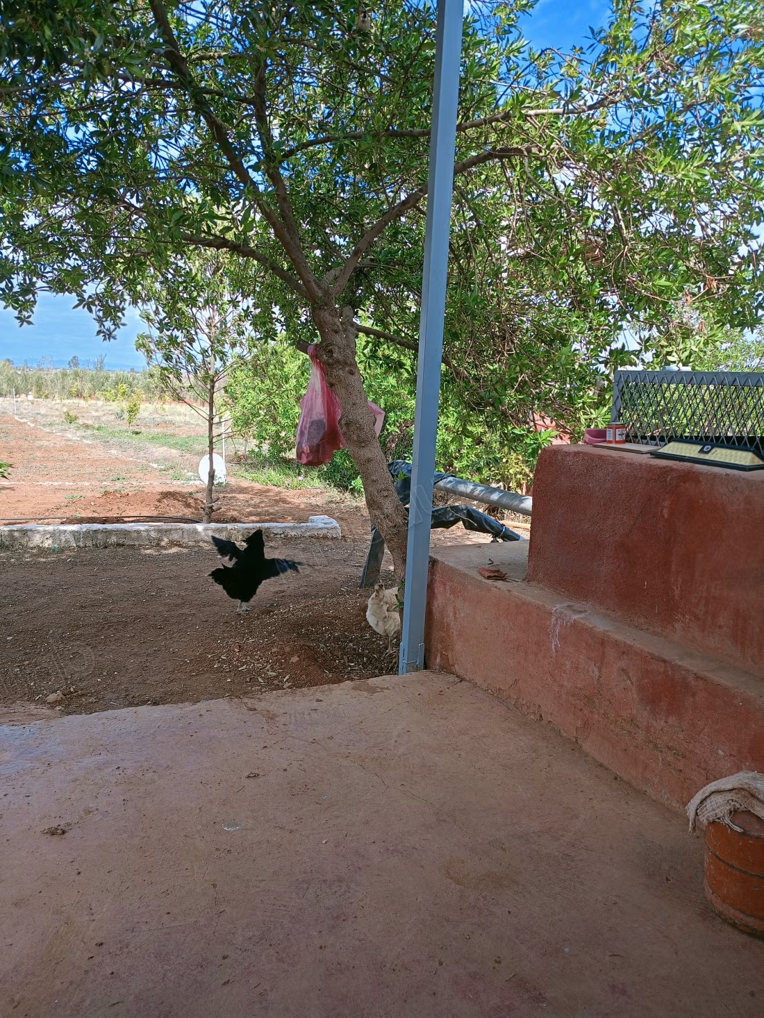 Farm for sale. Dimension 11200 m². On site security