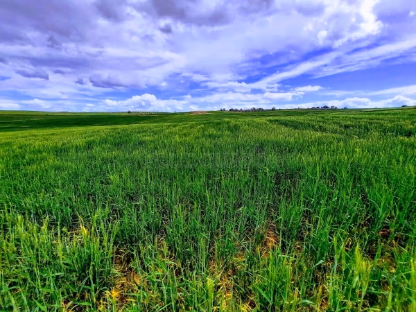 Vente 12,5 hectares Terrain Agricole 
EL Mnegaa