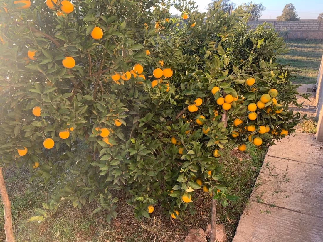 Granja en venta en Derb Ghalef. Dimensión 190 m². Seguridad