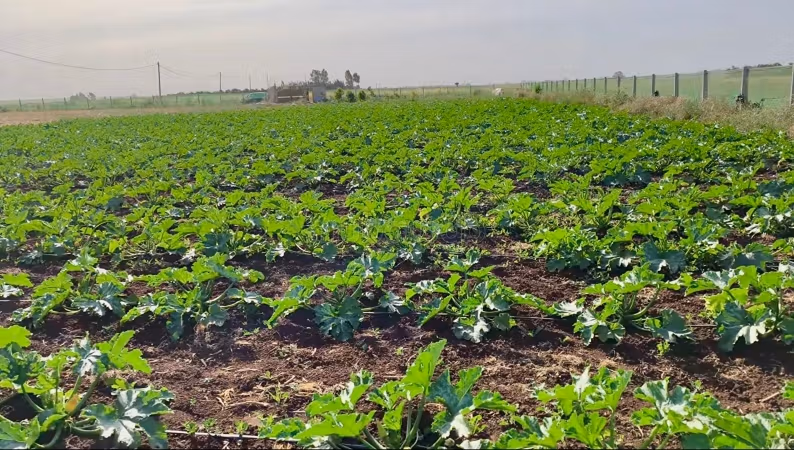 Opportunité exceptionnelle d’acquérir un terrain agricole entièrement équipée à Benslimane