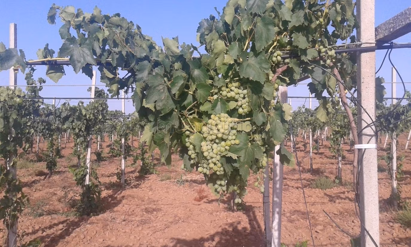 Nice farm for sale. Small area 280000 m²