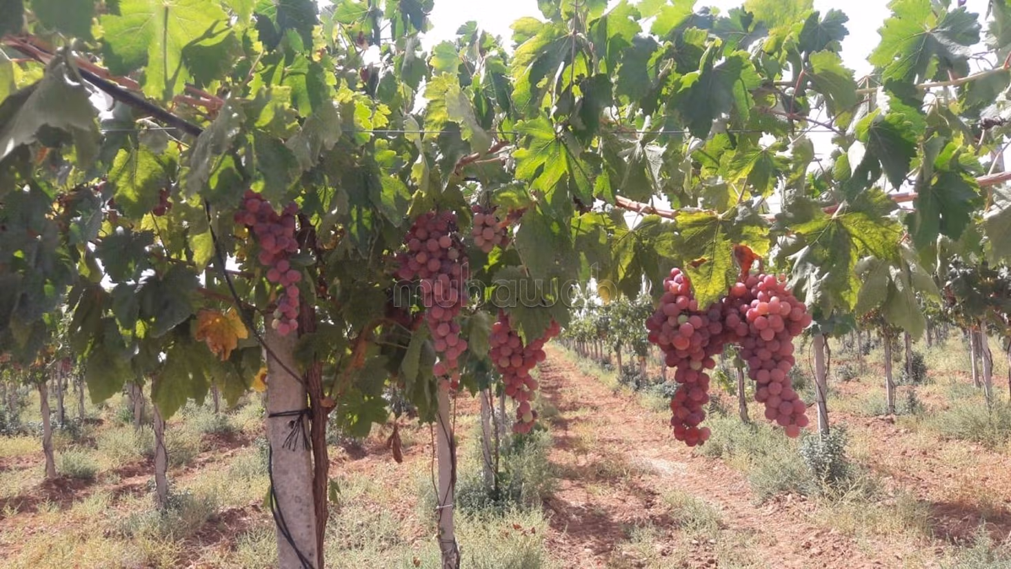 Nice farm for sale. Small area 280000 m²