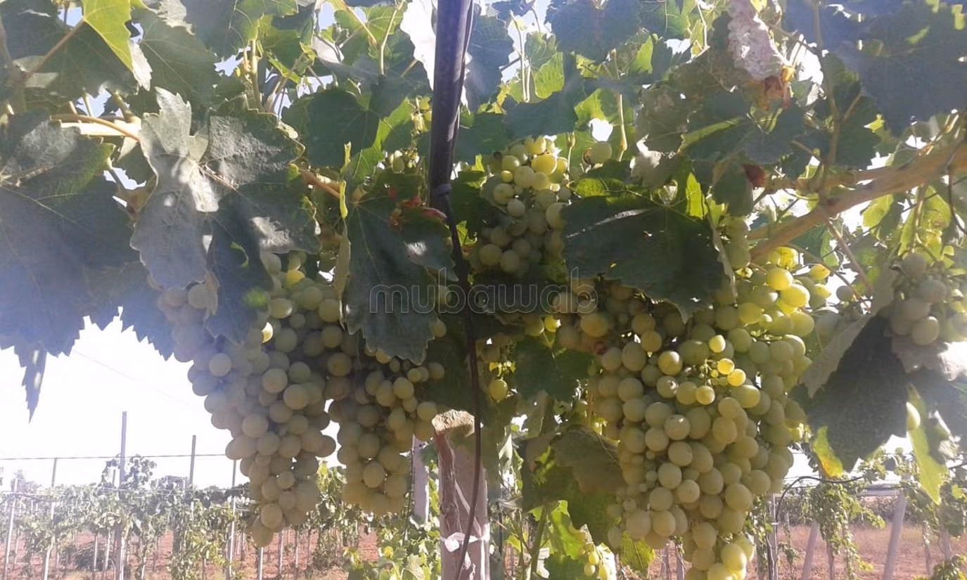Nice farm for sale. Small area 280000 m²