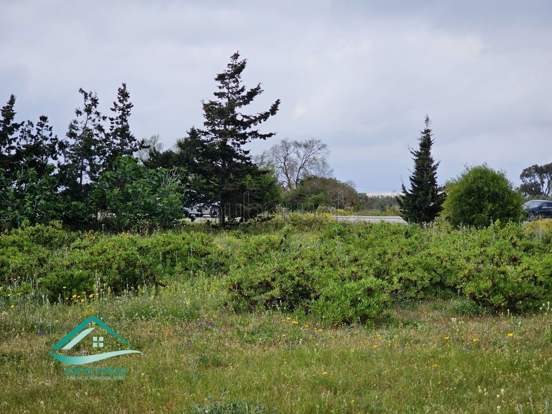 Terrain 1000 m² route de ceinture Kelibia