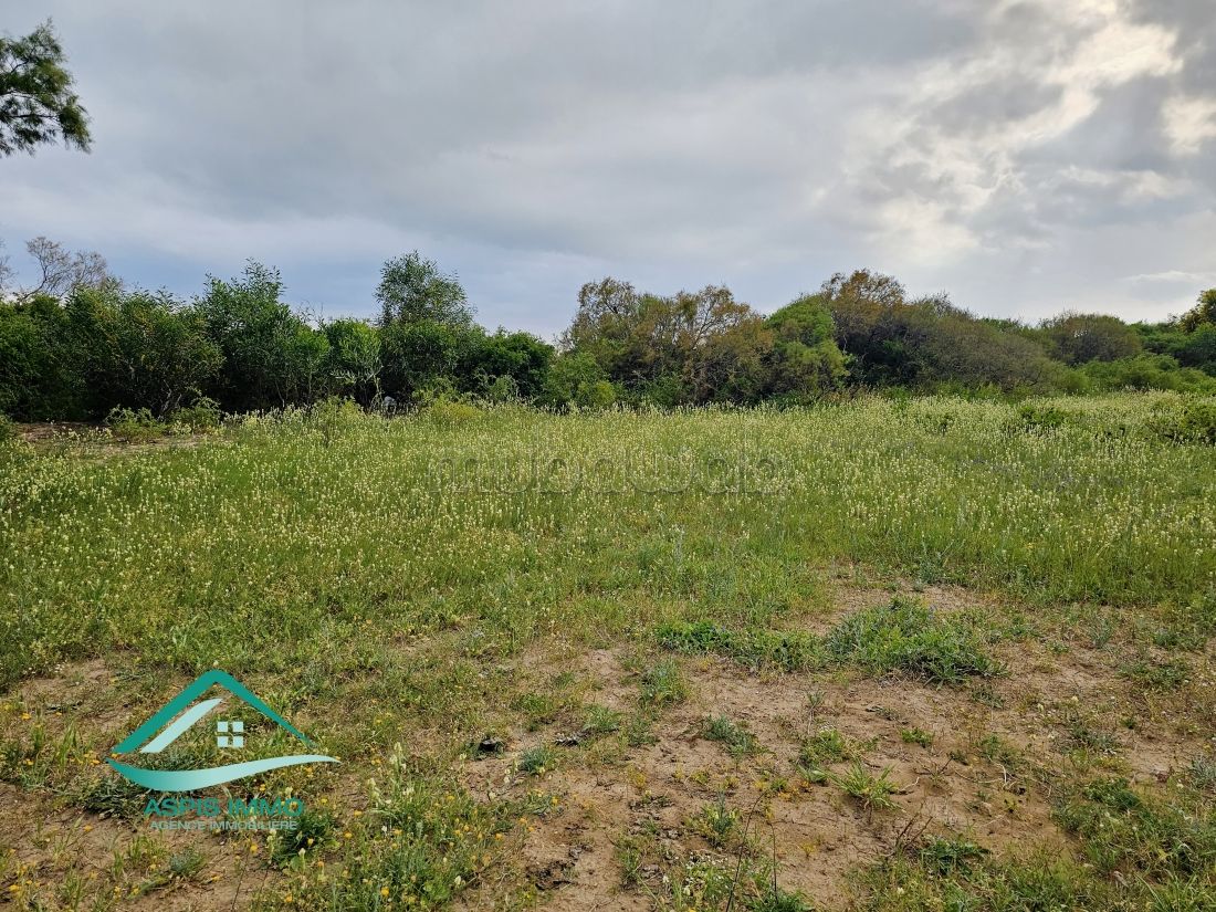 Terrain 1000 m² route de ceinture Kelibia