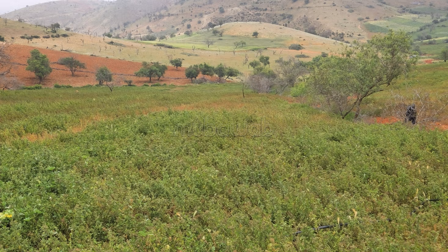 Achat de terrain à Al Hoceima. Surface de 28000 m²
