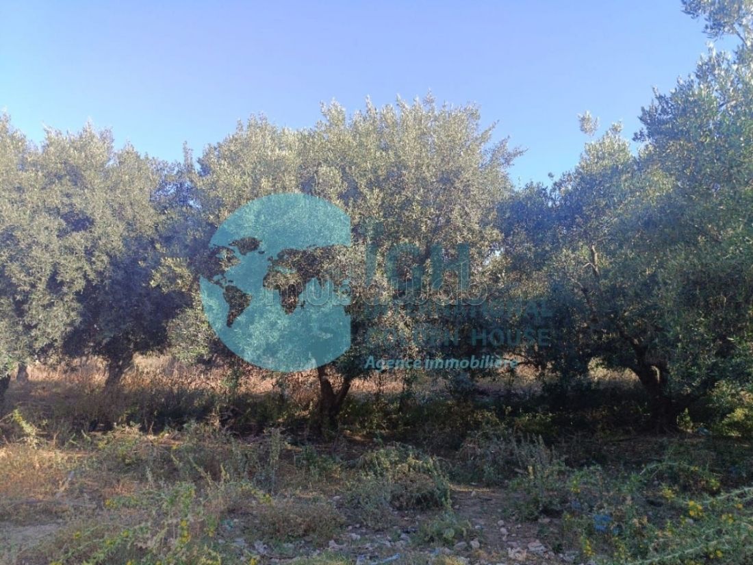 A Vendre Terrain Constructible à Kala Esghira