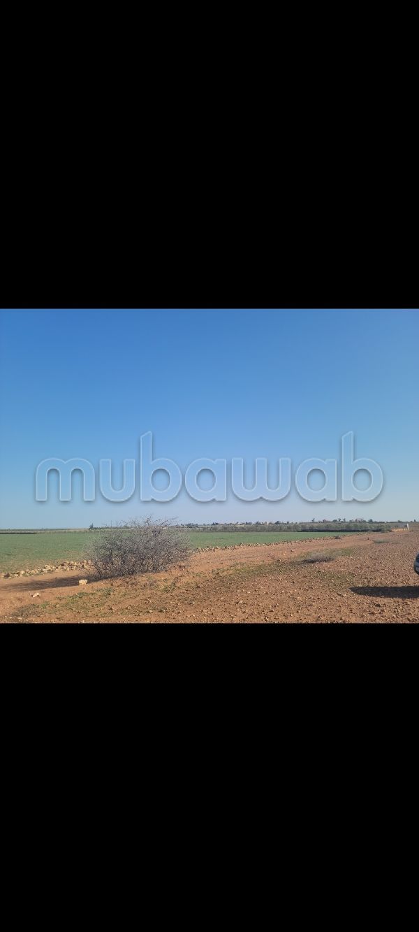 Terrain agricole 3.61 Ha région Settat