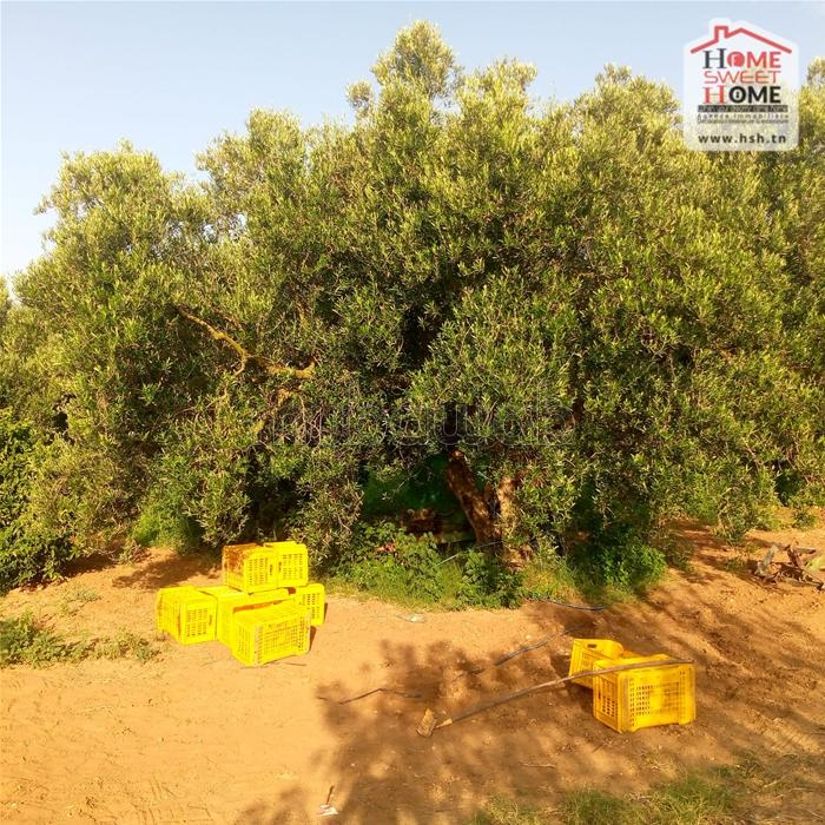 Land for purchase. Surface area 78000 m²