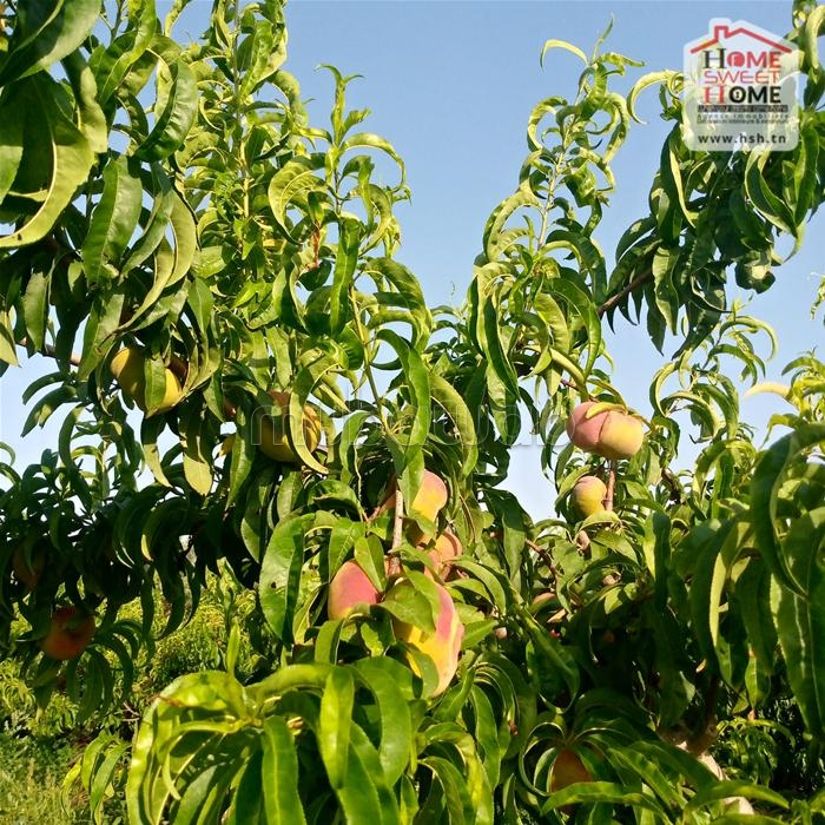 Land for purchase. Surface area 78000 m²