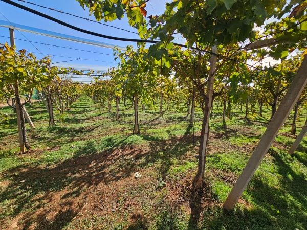 Boerderijen om te kopen in Cente. Totale oppervlakte 70000 m²