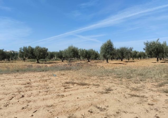Terrain à kalaa sghira, sousse