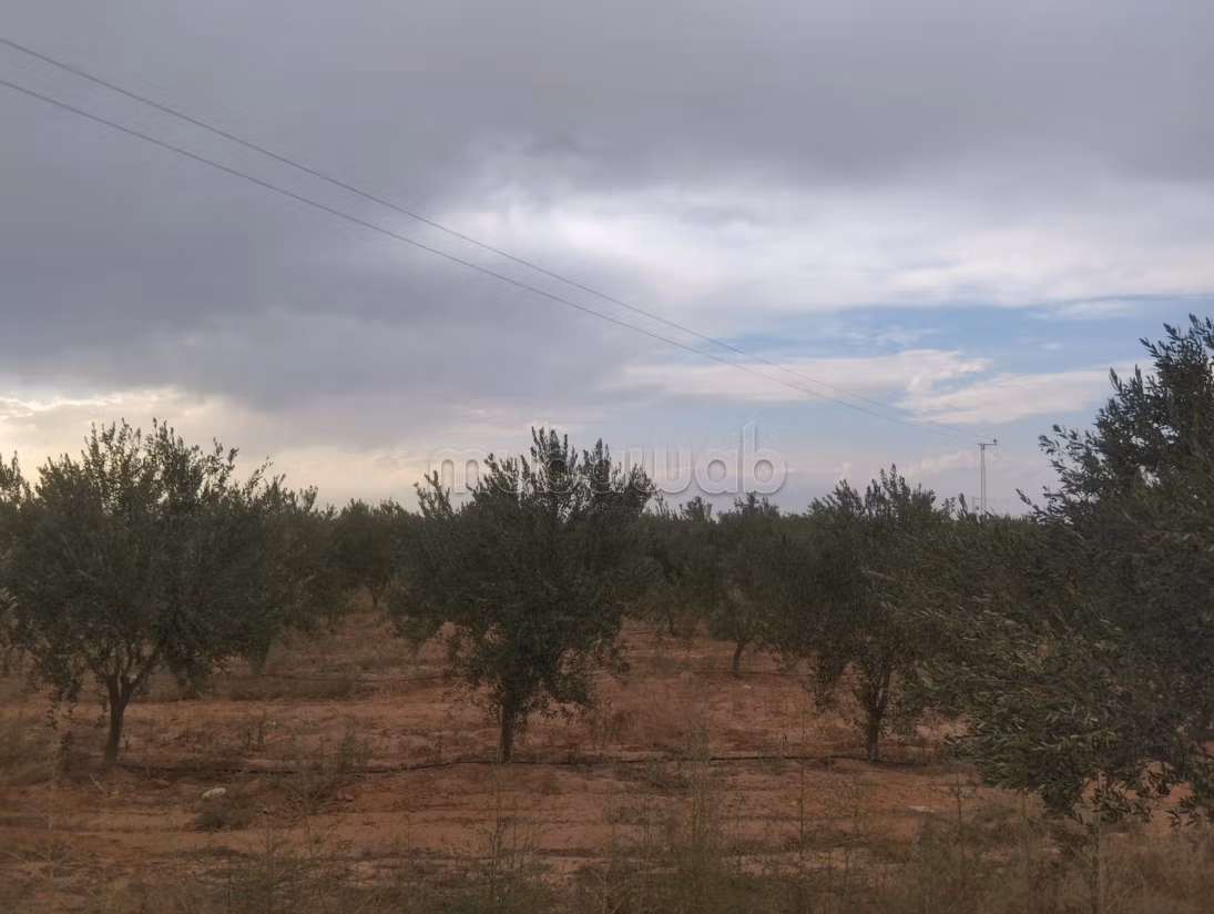 Land for purchase. Area 110000 m²