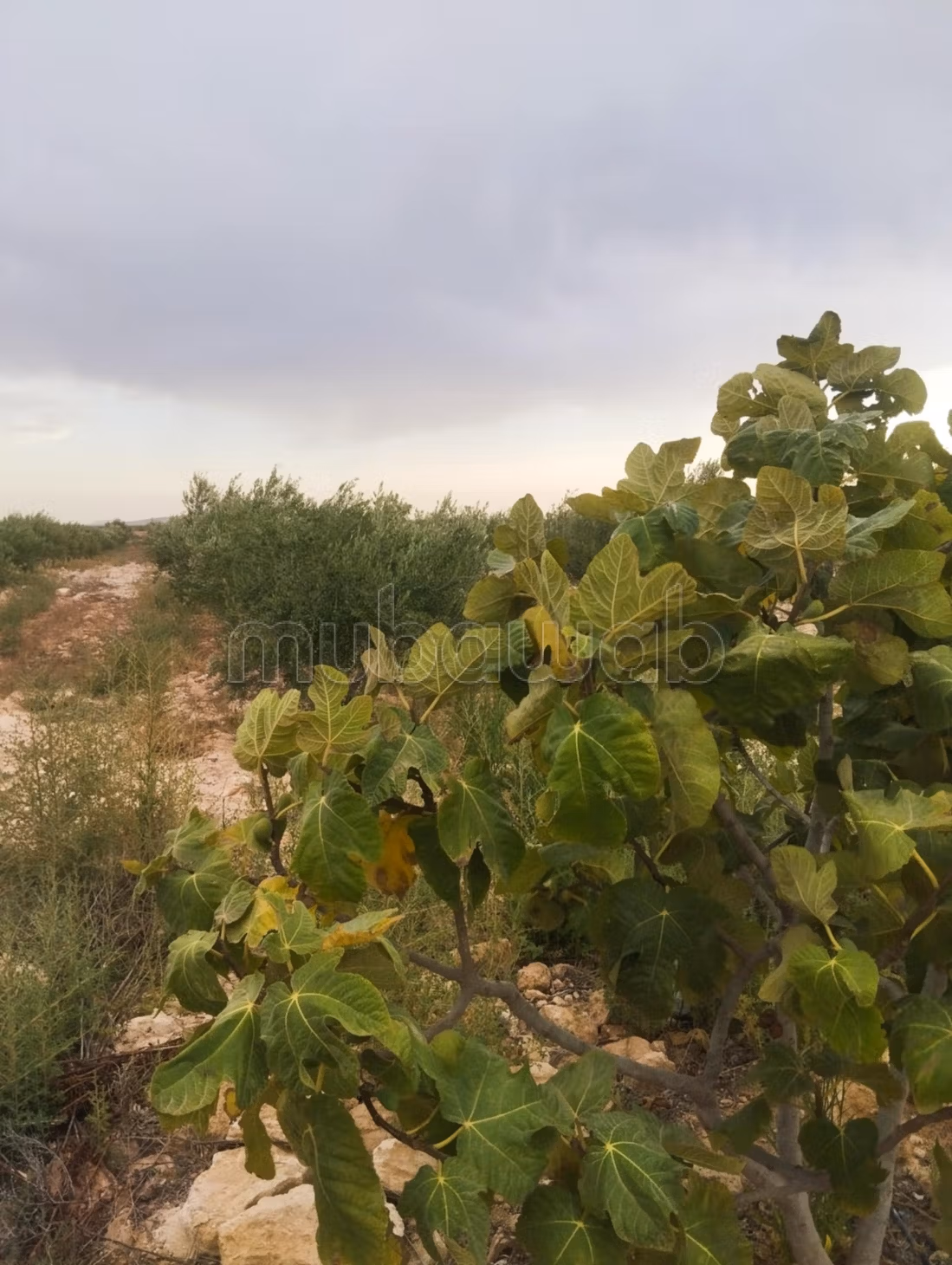 Land for purchase. Area 110000 m²