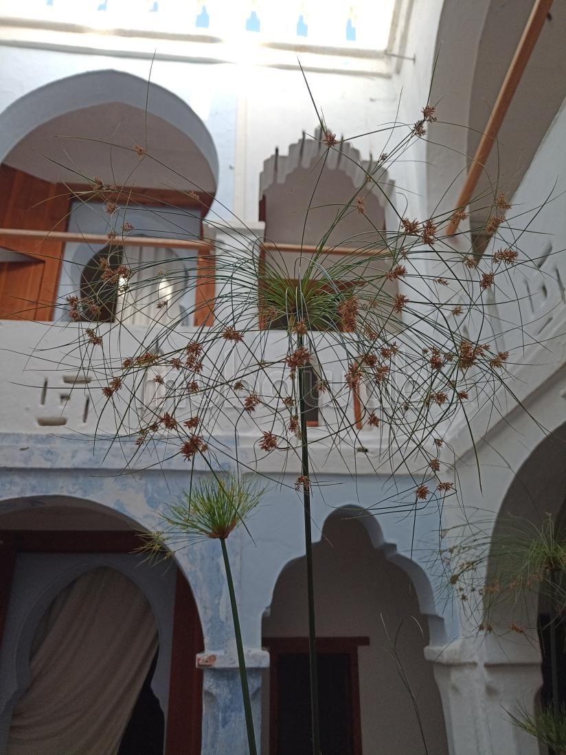 Riads te koop. 5 Ruimtes. Groot terras